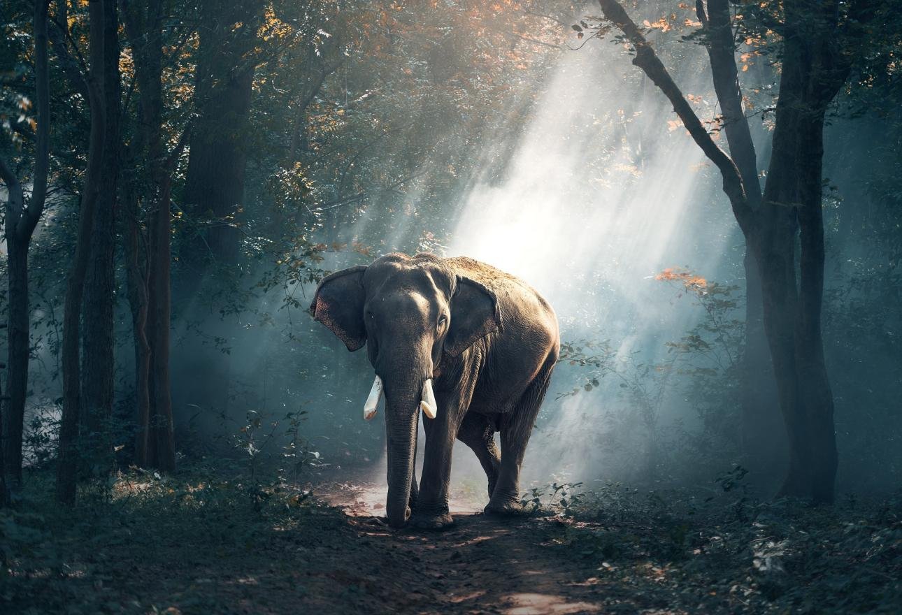 Elephant Volunteer Program